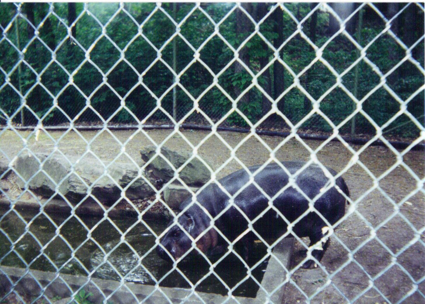 Pygmy Hippo exhibit