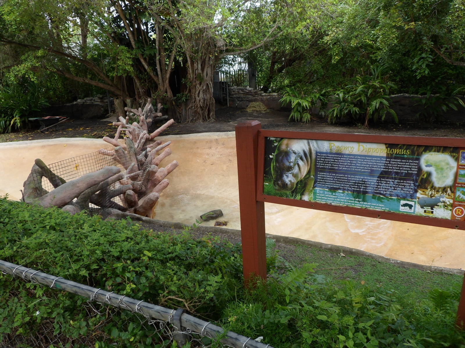 Pygmy Hippo Exhibit