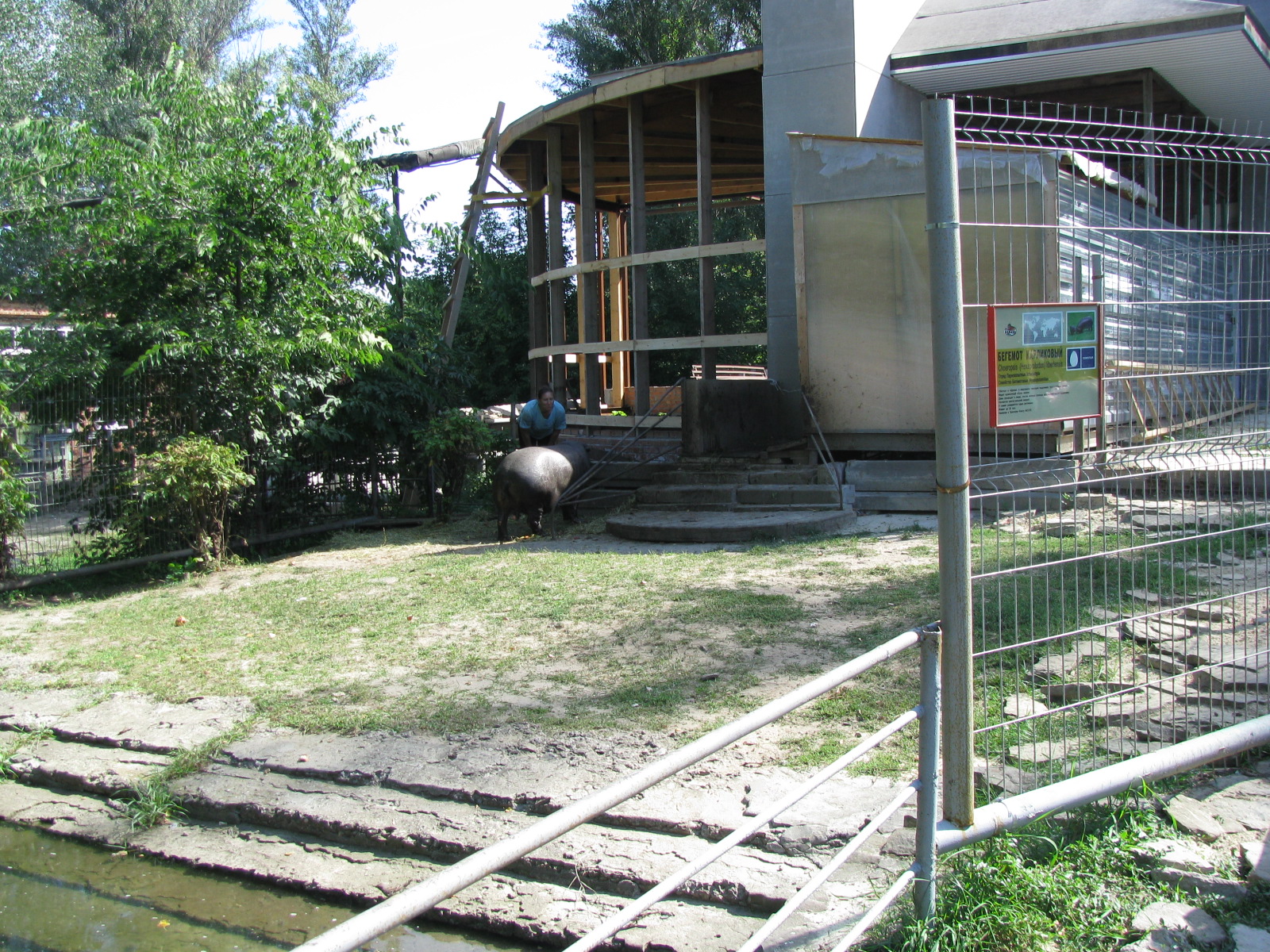 Pygmy hippo exhibit