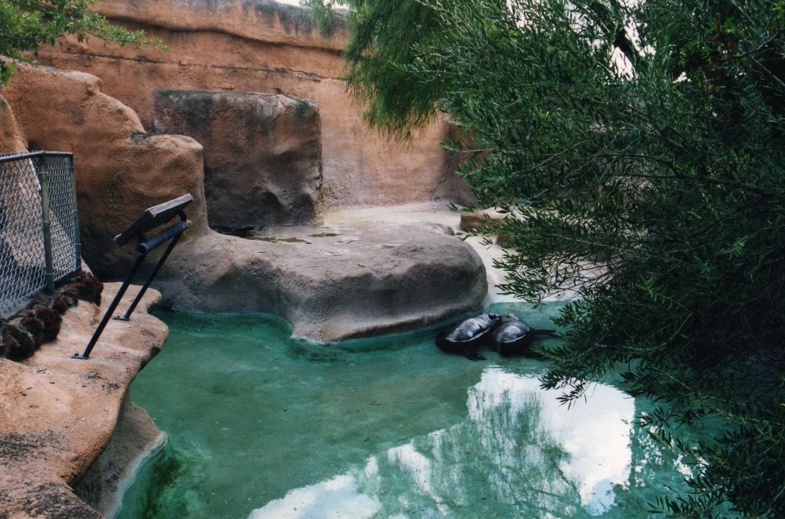 Pygmy hippo exhibit