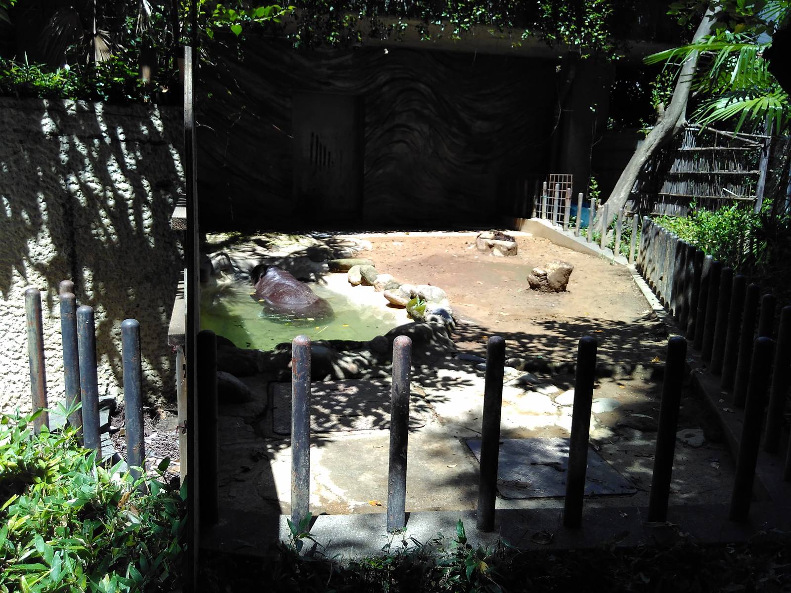 Pygmy hippo exhibit