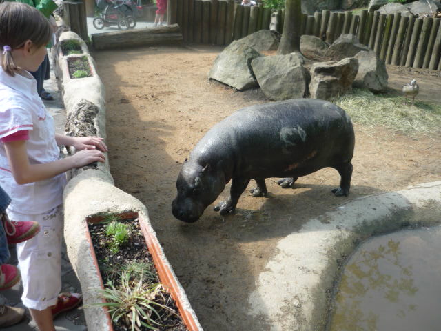 Pygmy Hippo Exhibit
