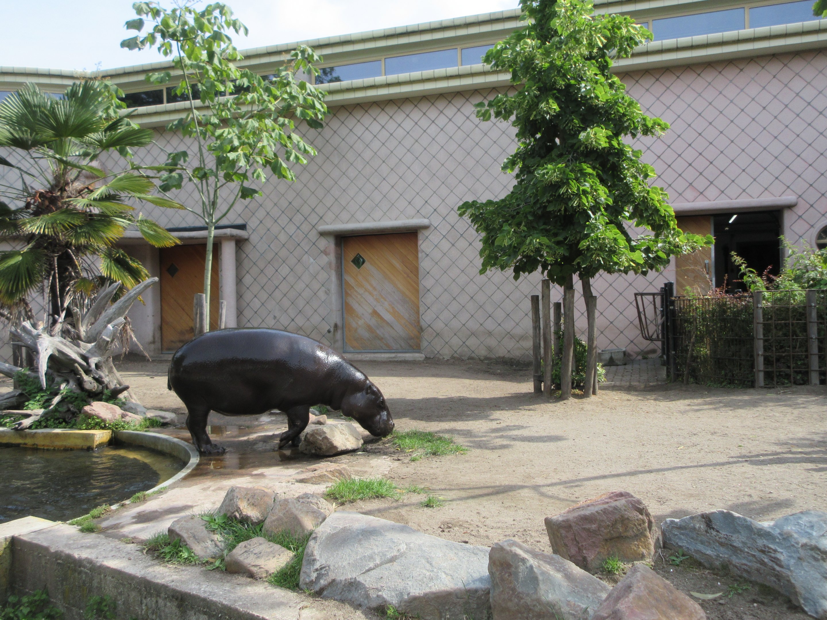 Pygmy Hippo Exhibit