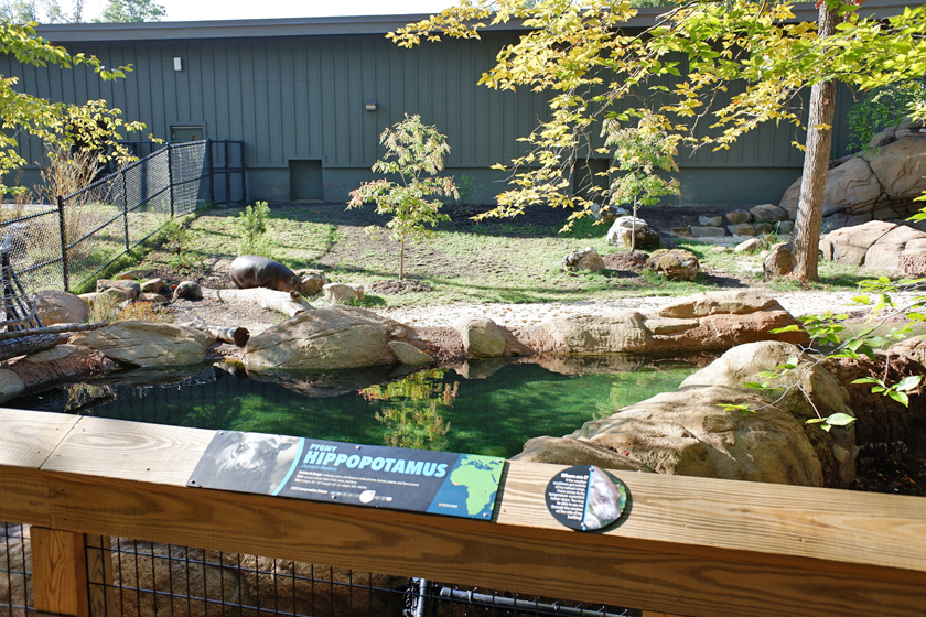 pygmy hippo exhibit