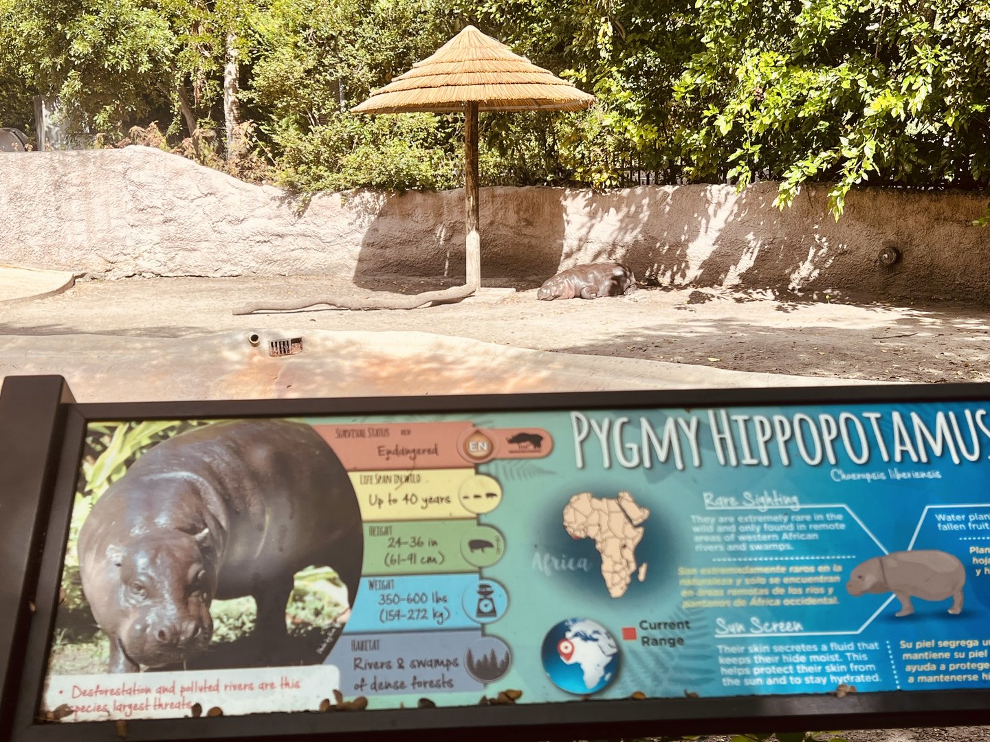 Pygmy Hippo Exhibit