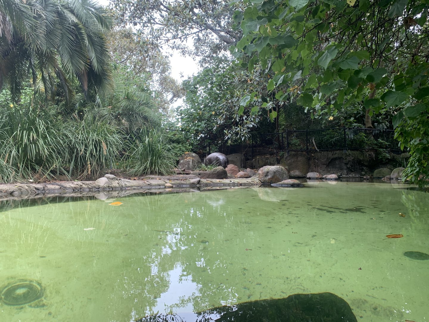 Pygmy Hippo Exhibit