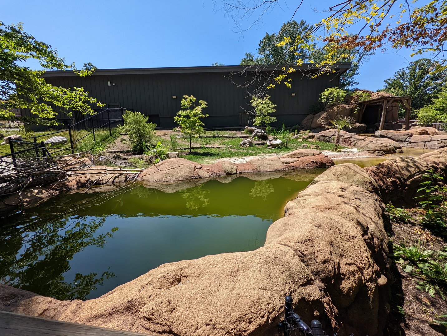 Pygmy Hippo exhibit