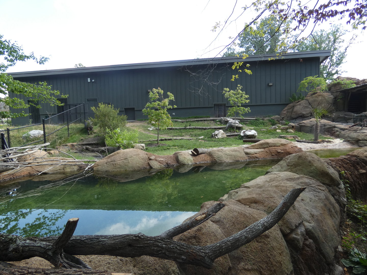 Pygmy Hippo exhibit