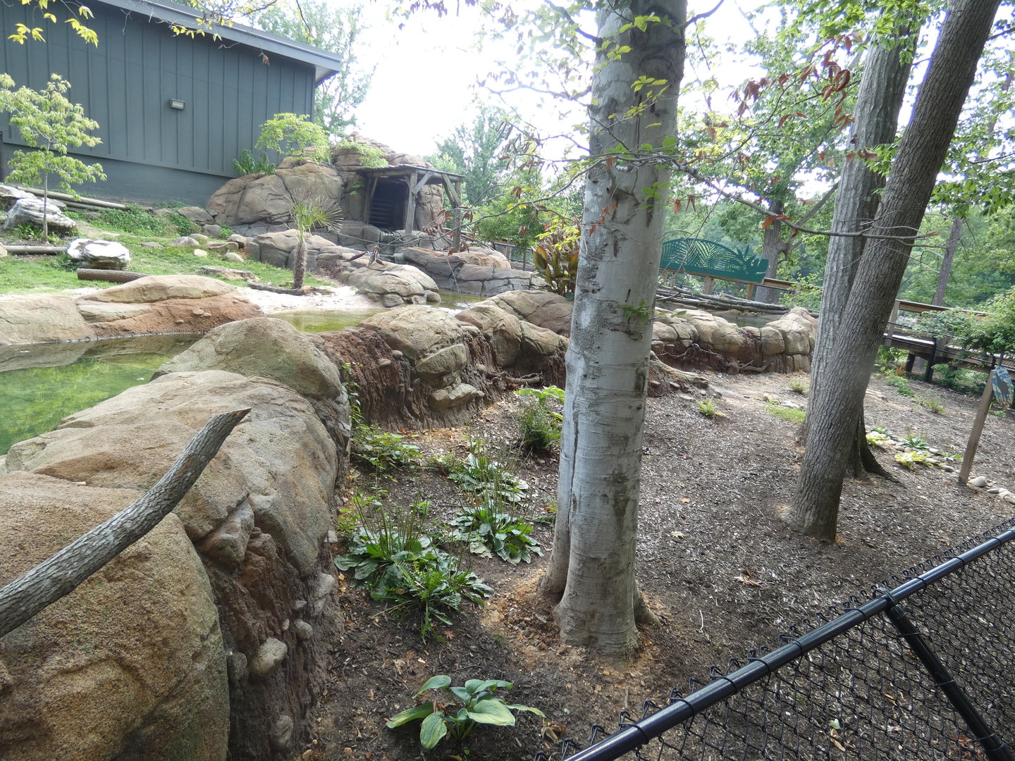 Pygmy Hippo exhibit