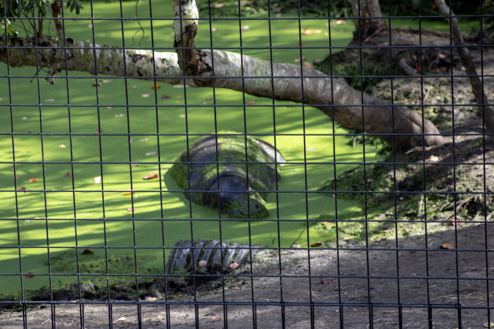 Pygmy Hippo Exhibit