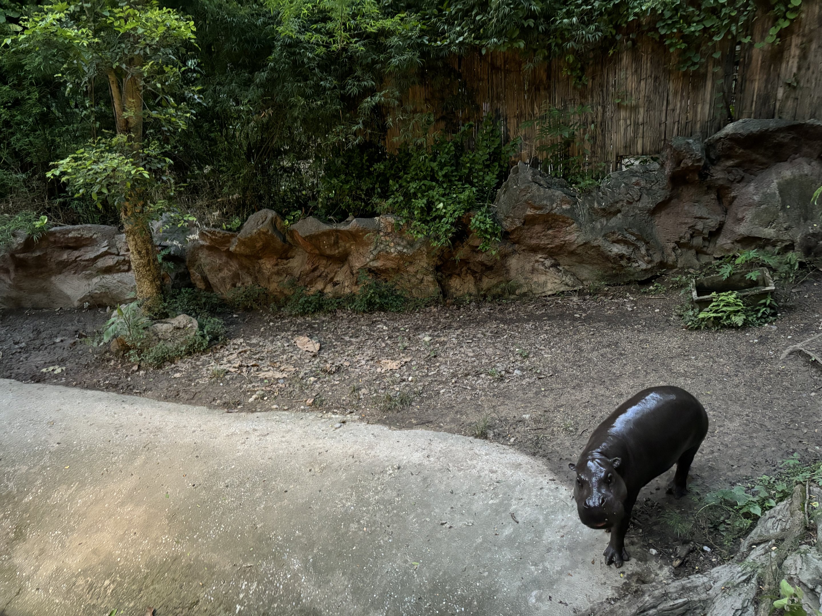 Pygmy Hippo Exhibit