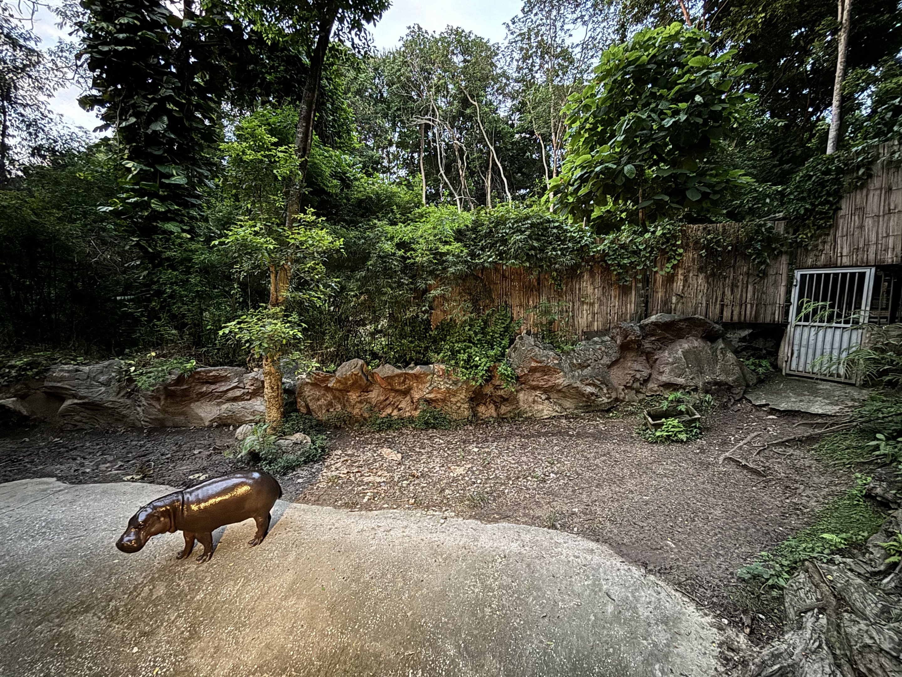 Pygmy Hippo Exhibit