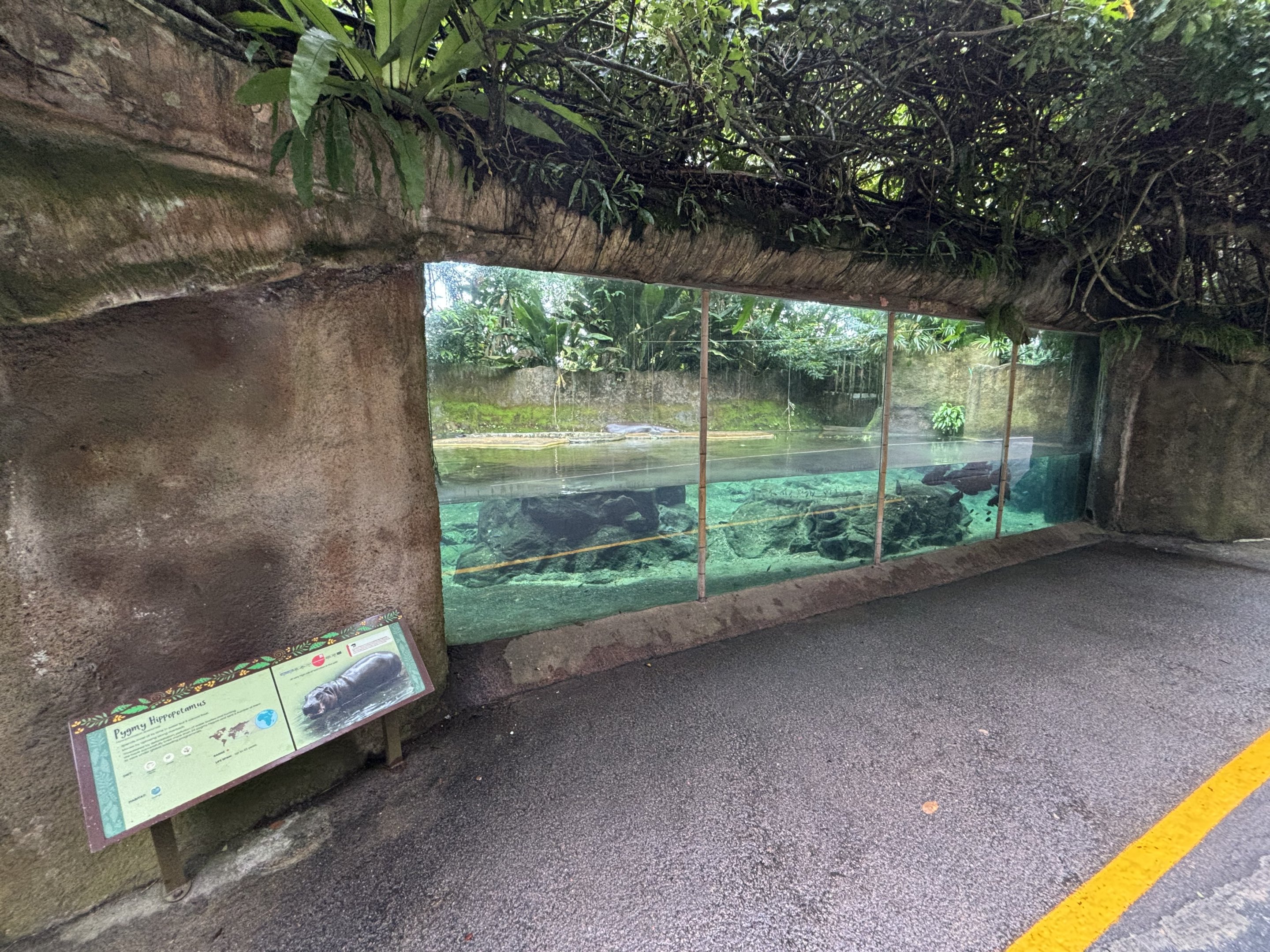 Pygmy Hippo Exhibit