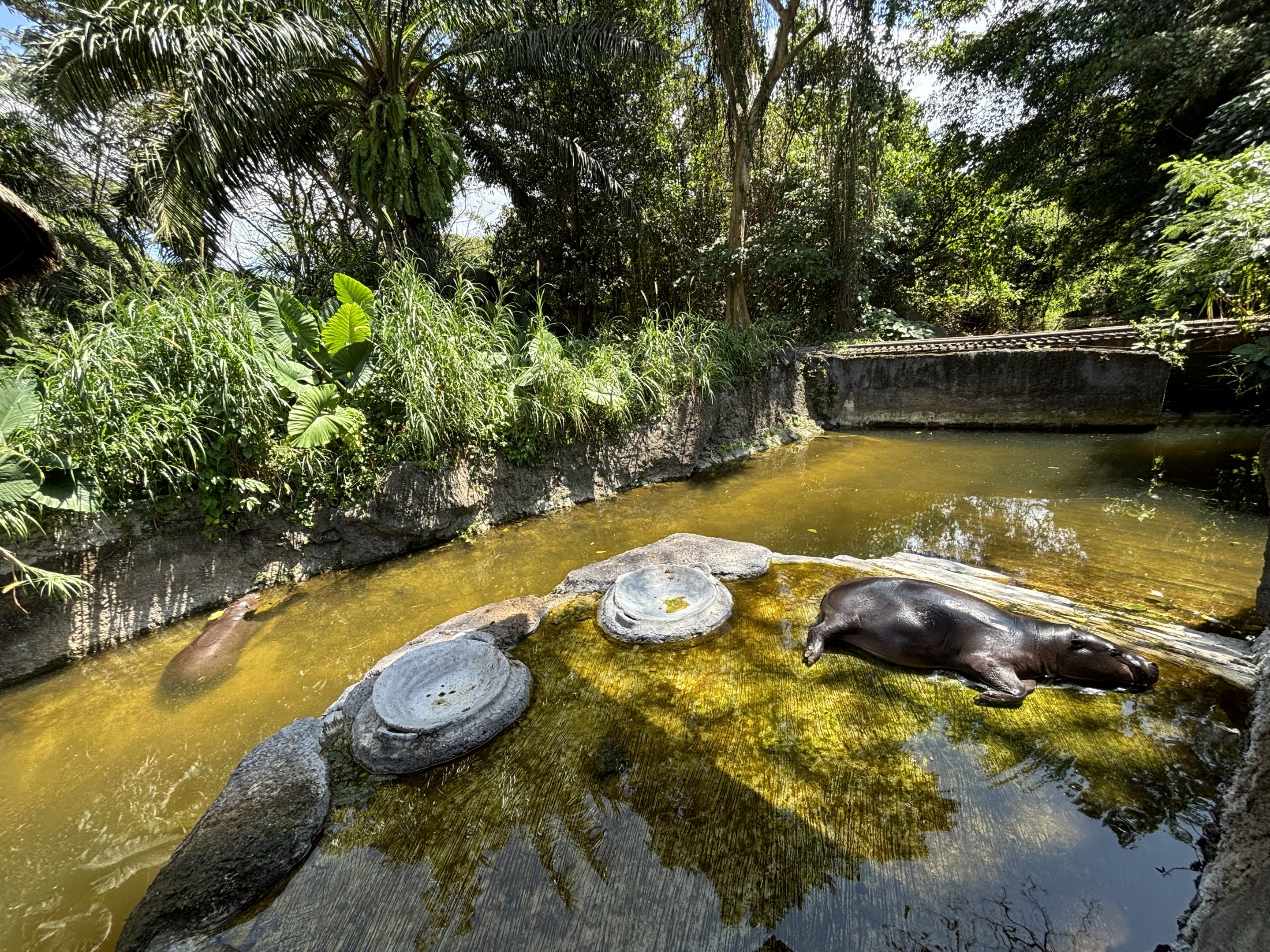 Pygmy Hippo Exhibit