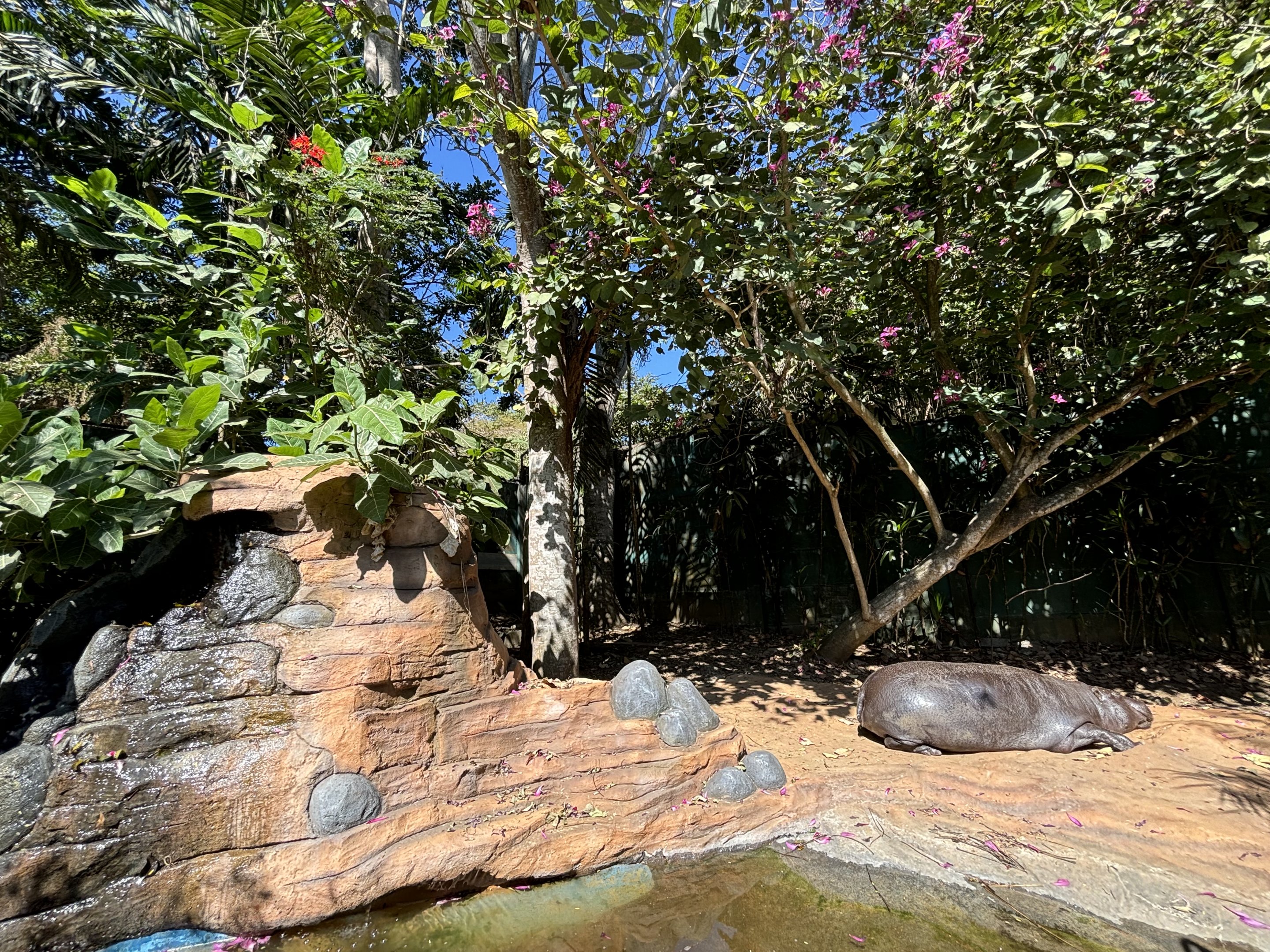 Pygmy Hippo Exhibit