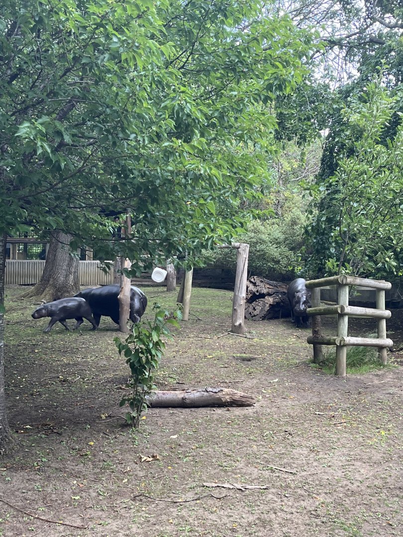 Pygmy hippo family 22.6.25