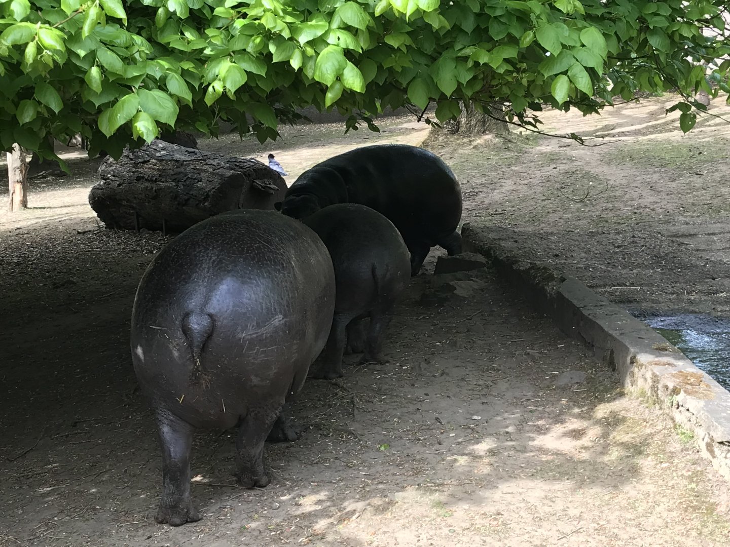 Pygmy hippo family