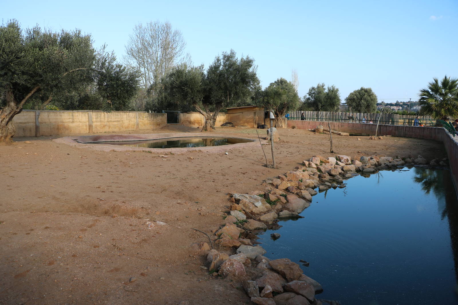 Pygmy hippo, February 2016