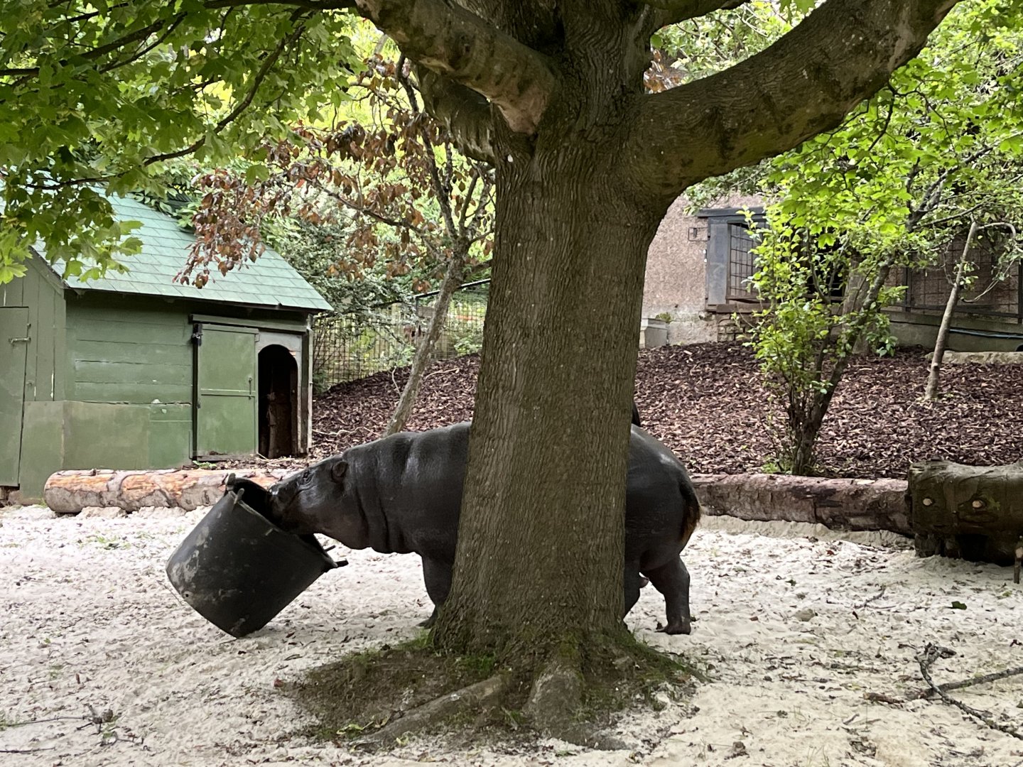Pygmy hippo feeding 20.7.23