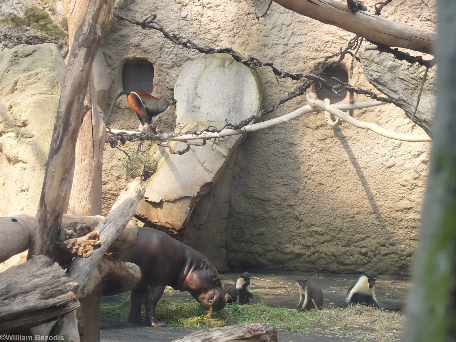 Pygmy Hippo Feeding with Diana Monkeys