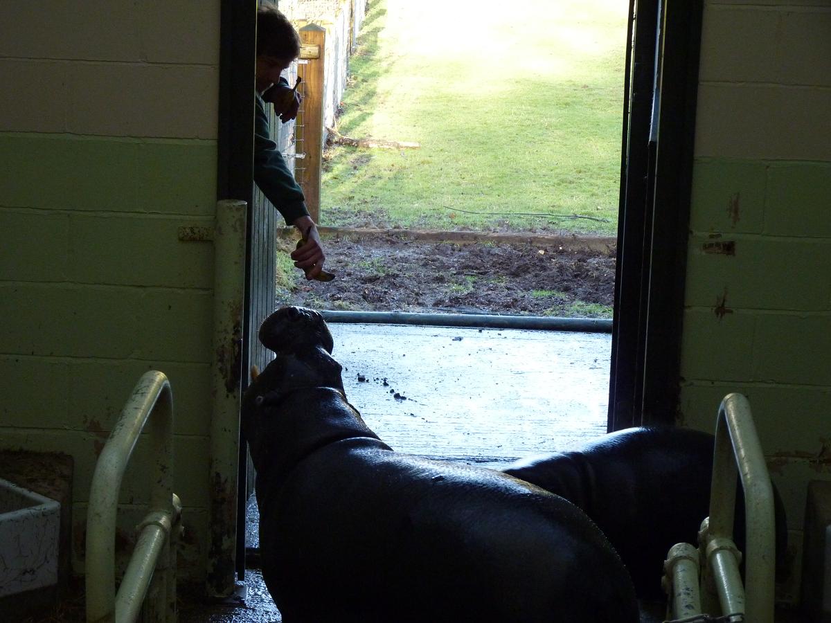 Pygmy Hippo Feeding