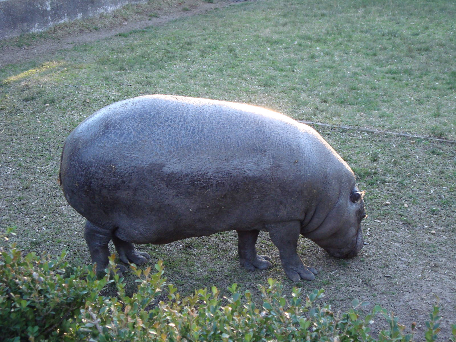Pygmy hippo - female