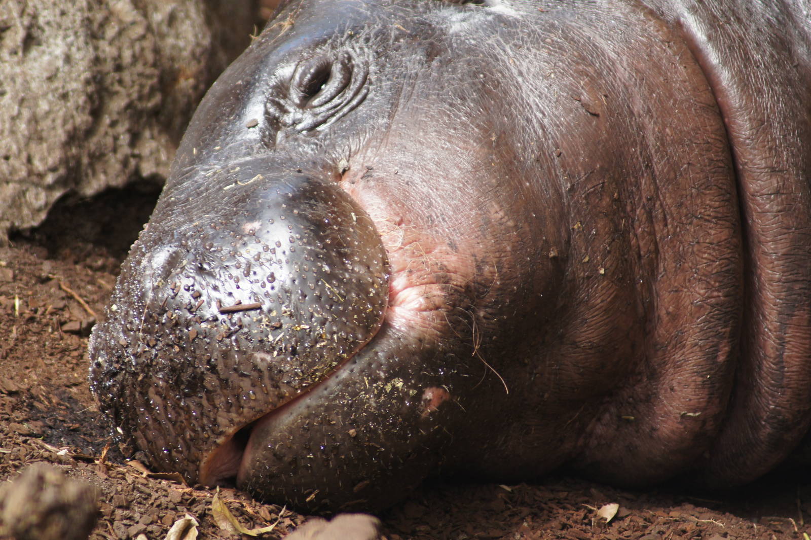 Pygmy Hippo 'Fergus'