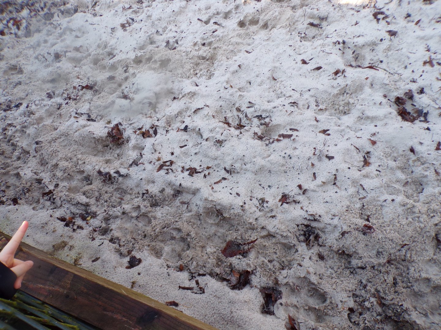 Pygmy hippo footprints in the sand 1.1.24