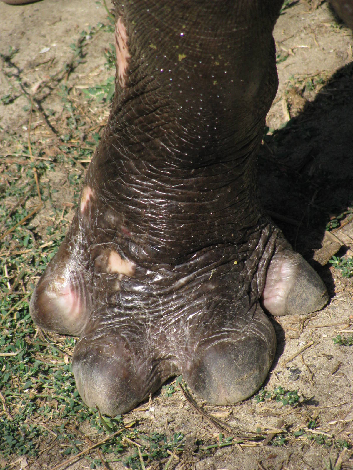 Pygmy hippo front leg