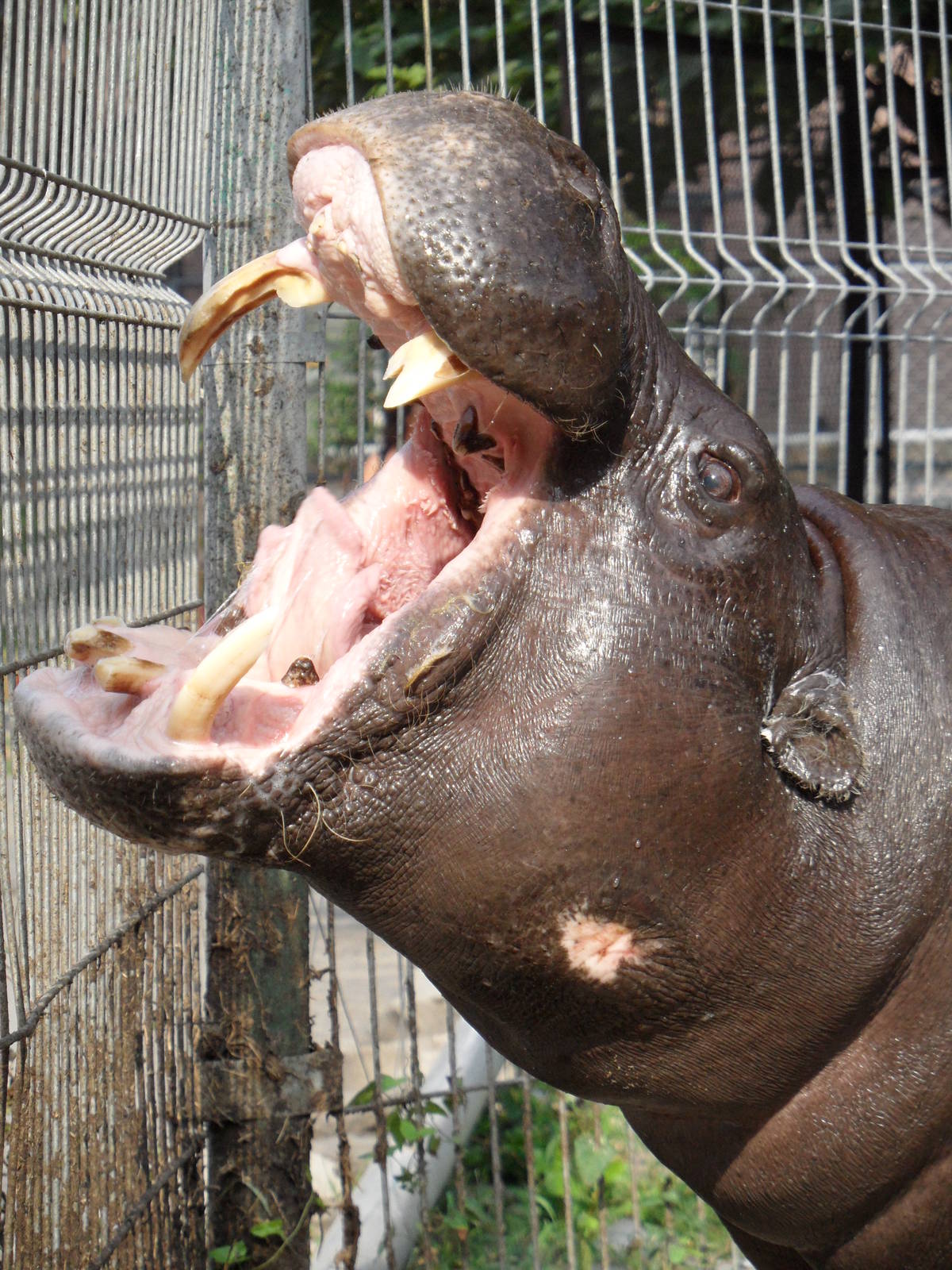 Pygmy hippo gape 2