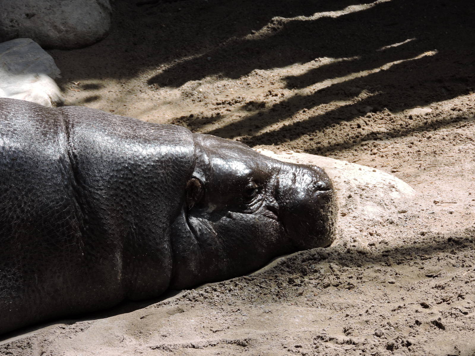 Pygmy Hippo - Harvey