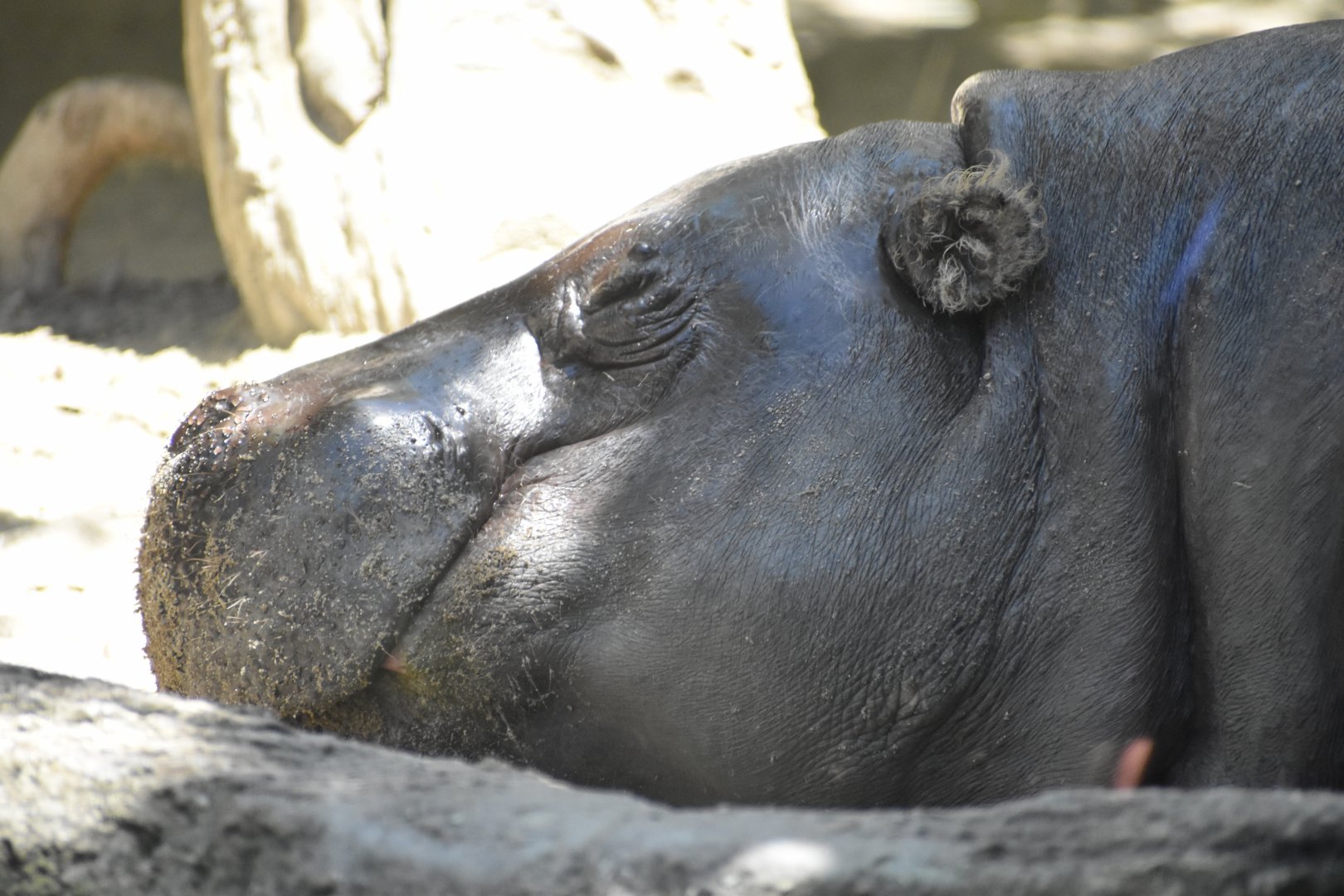 Pygmy Hippo Headshot