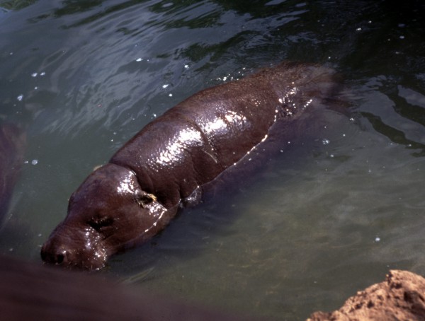 Pygmy hippo (Hexaprotodon liberiensis)