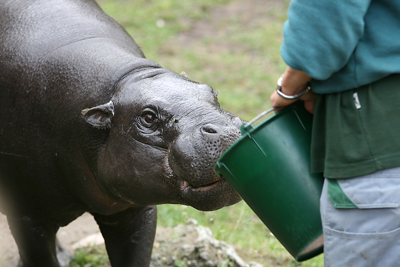Pygmy hippo (Hexaprotodon liberiensis)