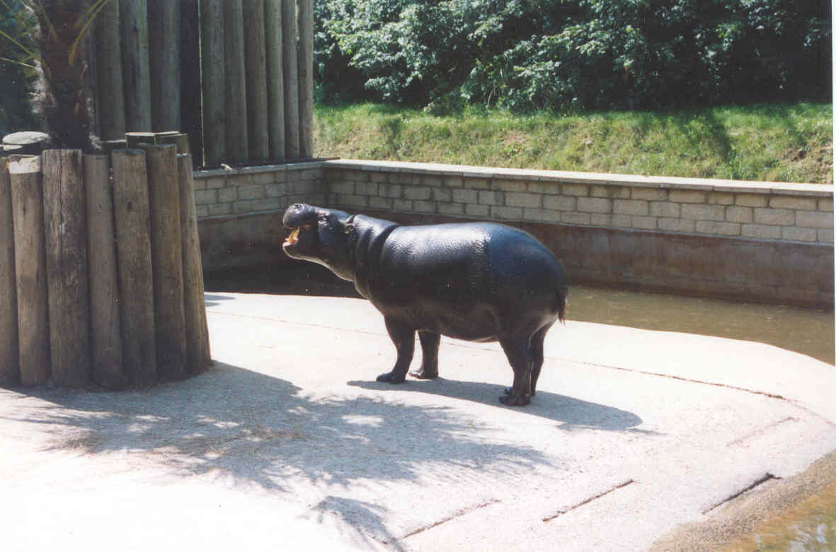 Pygmy Hippo - Heythrop 2003