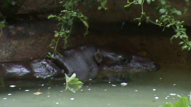Pygmy hippo hidding in a shadow