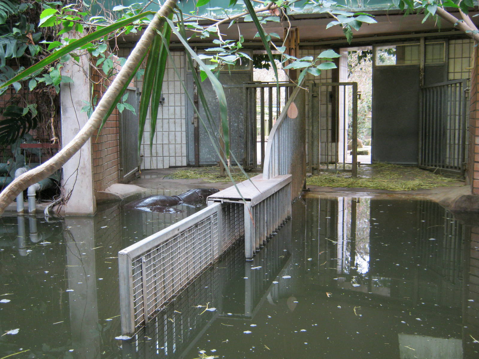 Pygmy Hippo House 2011