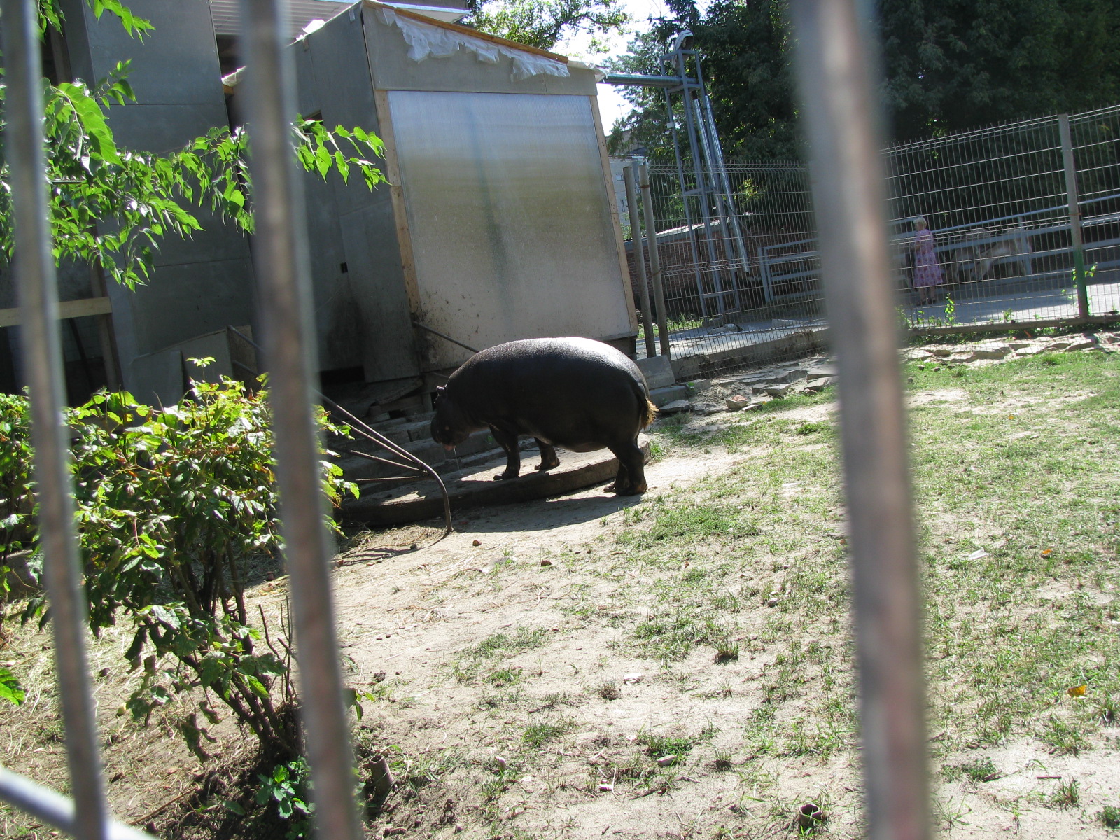 Pygmy hippo house - animal entrance