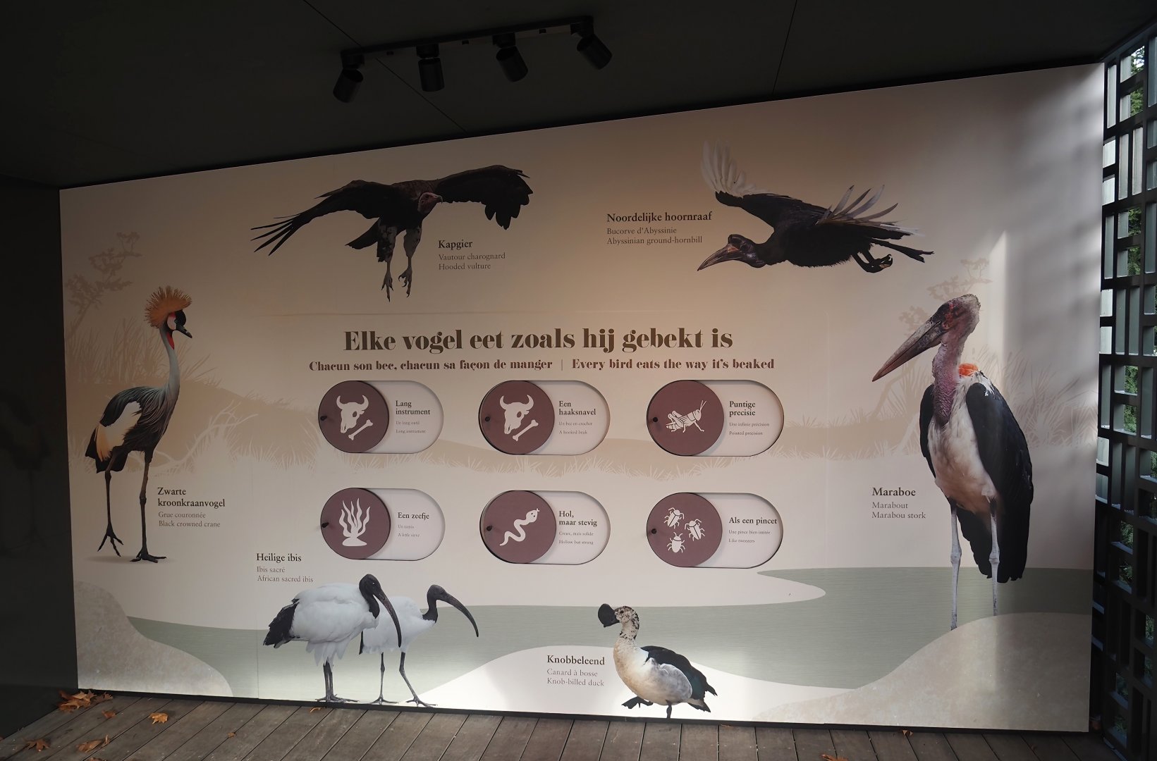 Pygmy hippo house aviary - New signage about the beaks of the bird species, 2025-11-30