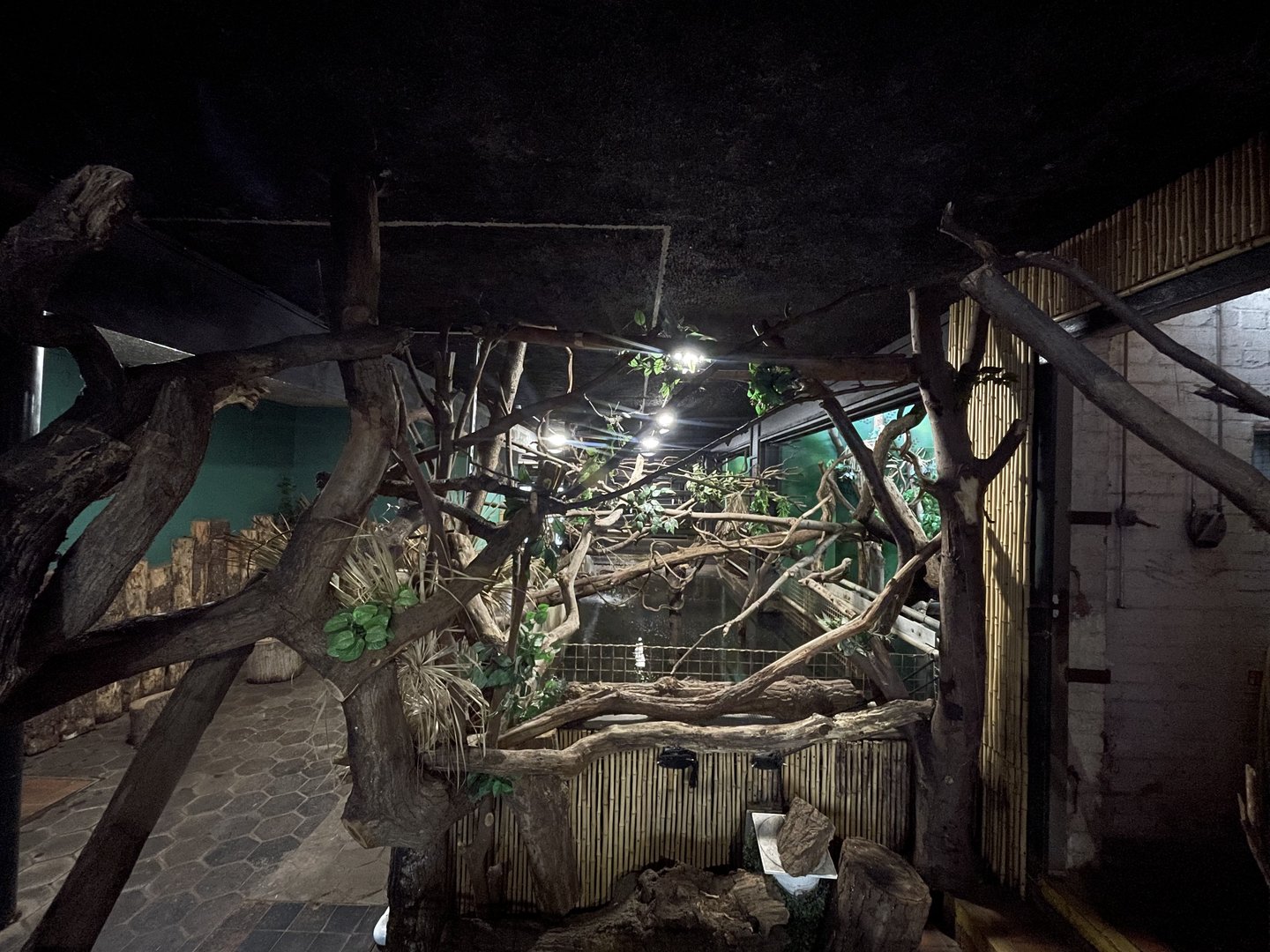Pygmy hippo house indoor area