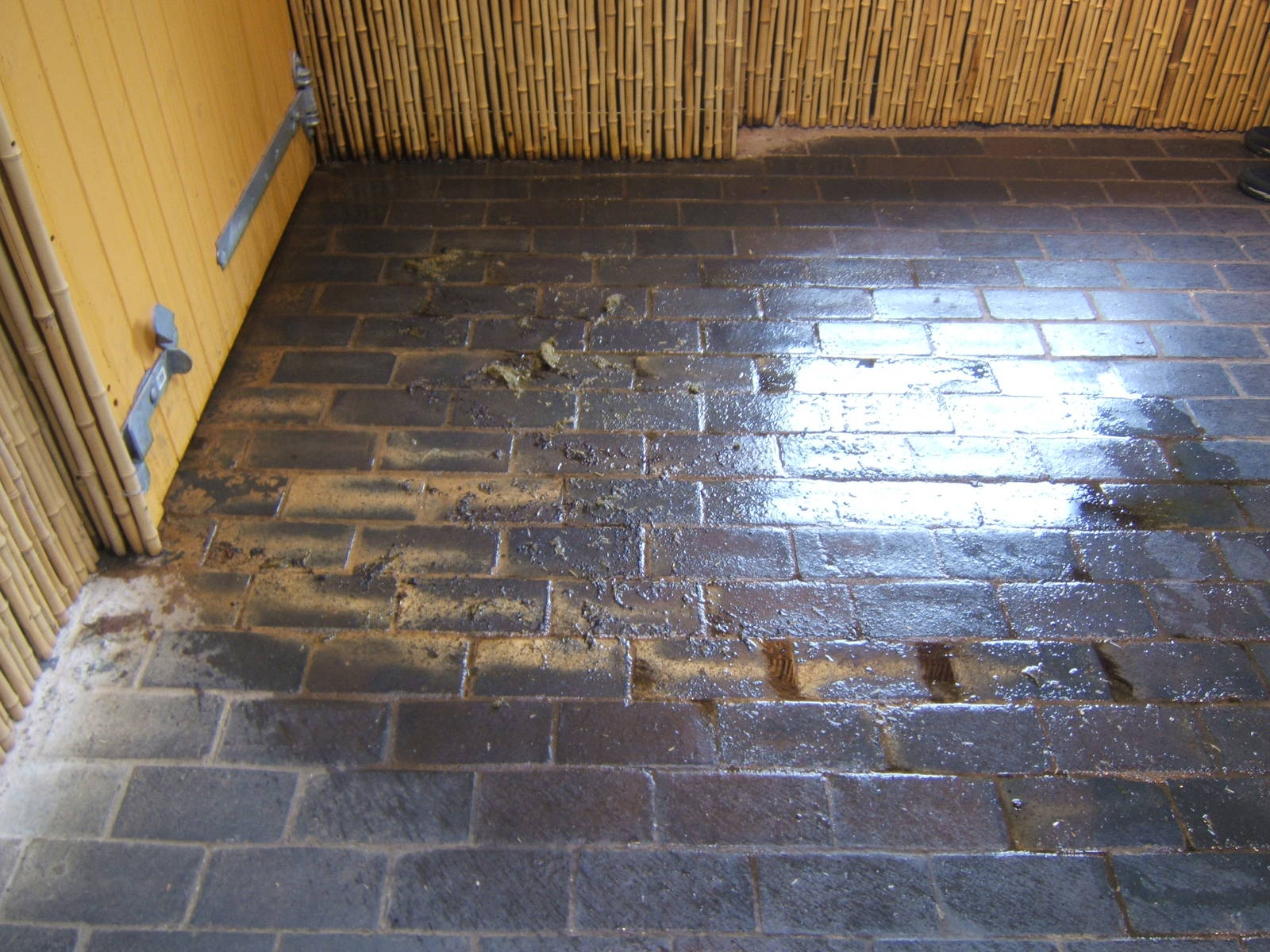 Pygmy Hippo House inside