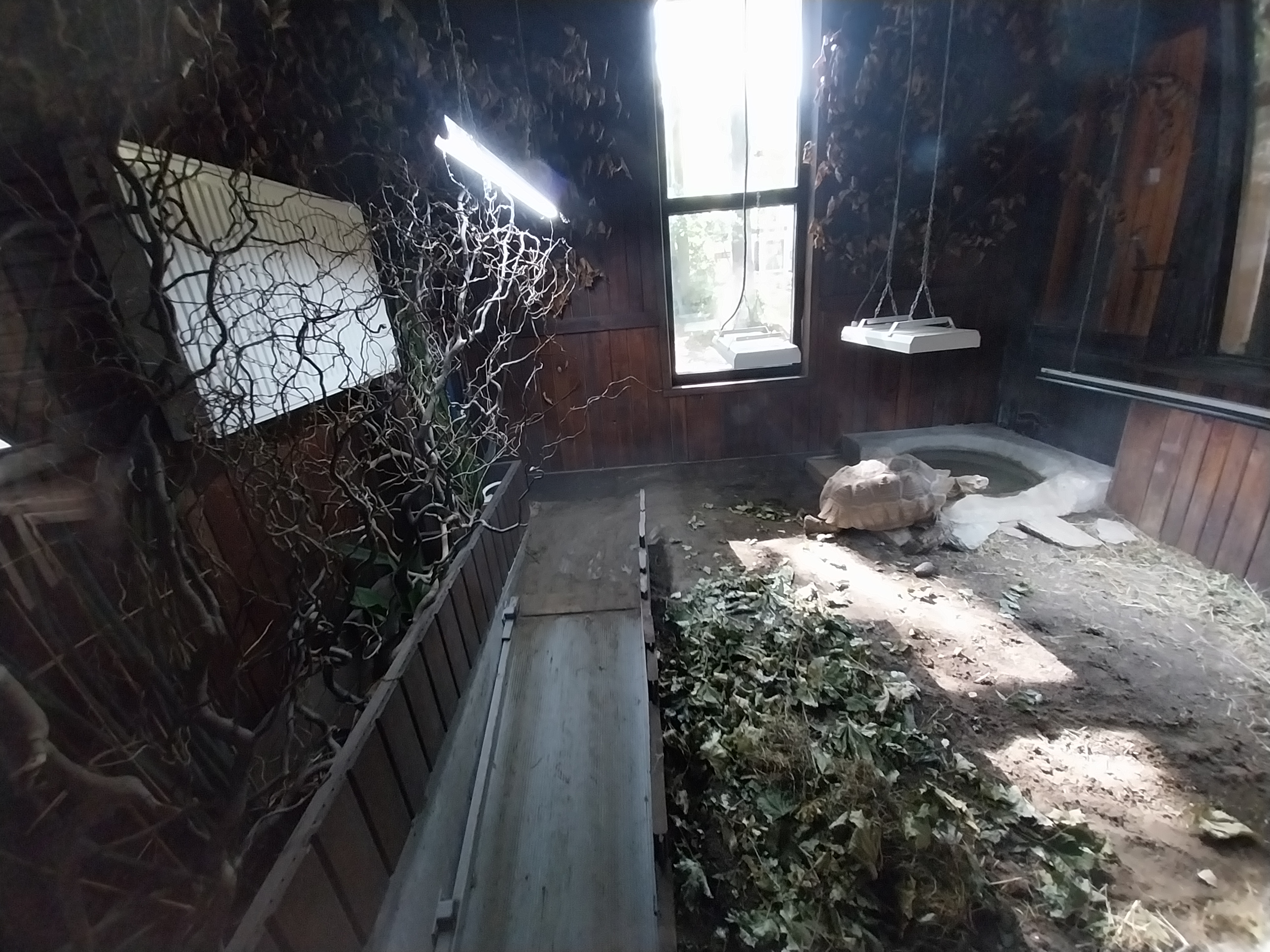 Pygmy Hippo House - Tortoise by-pass