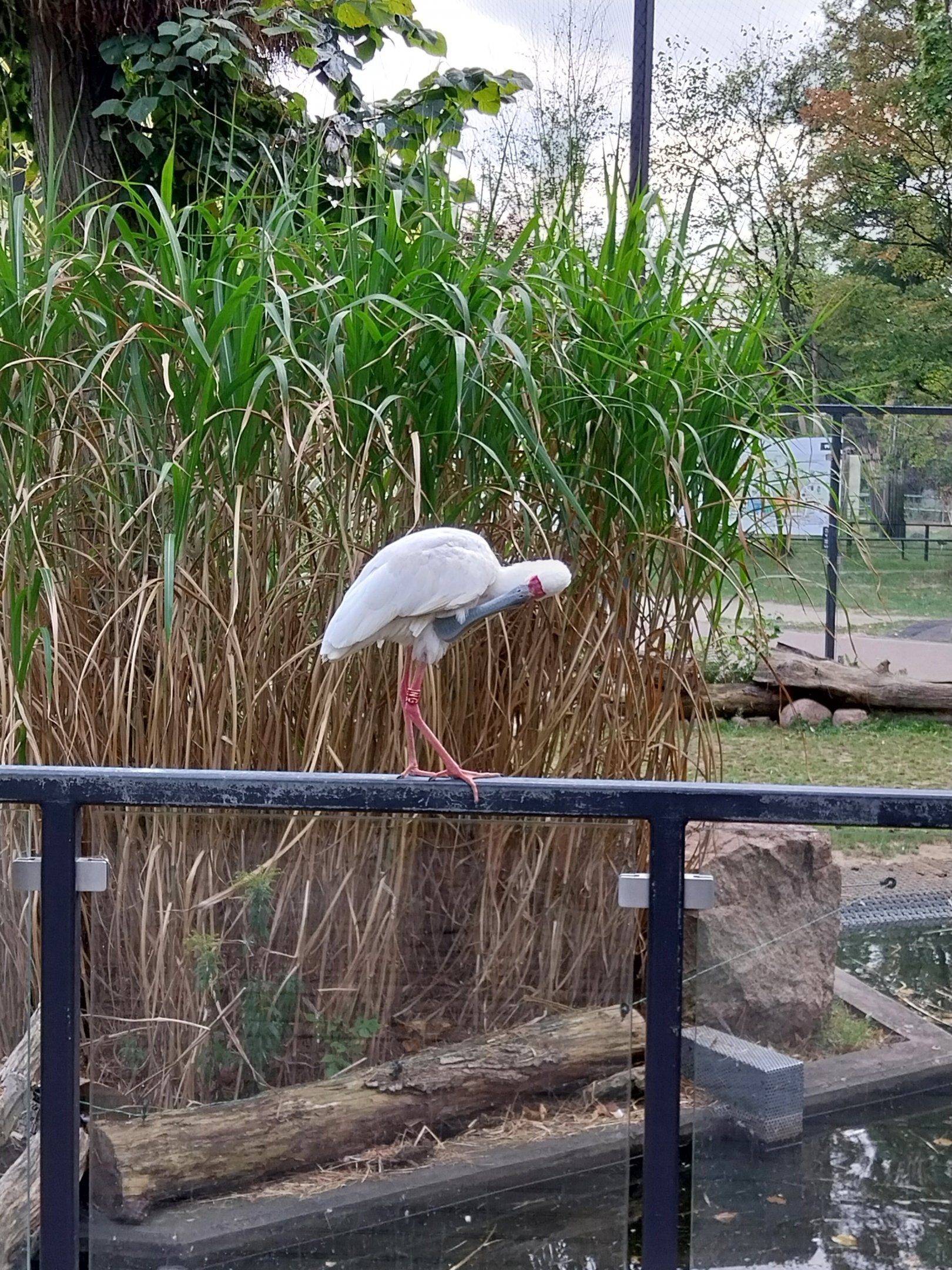 Pygmy Hippo House - Walk-though aviary - African Spoonbill (Platalea alba)