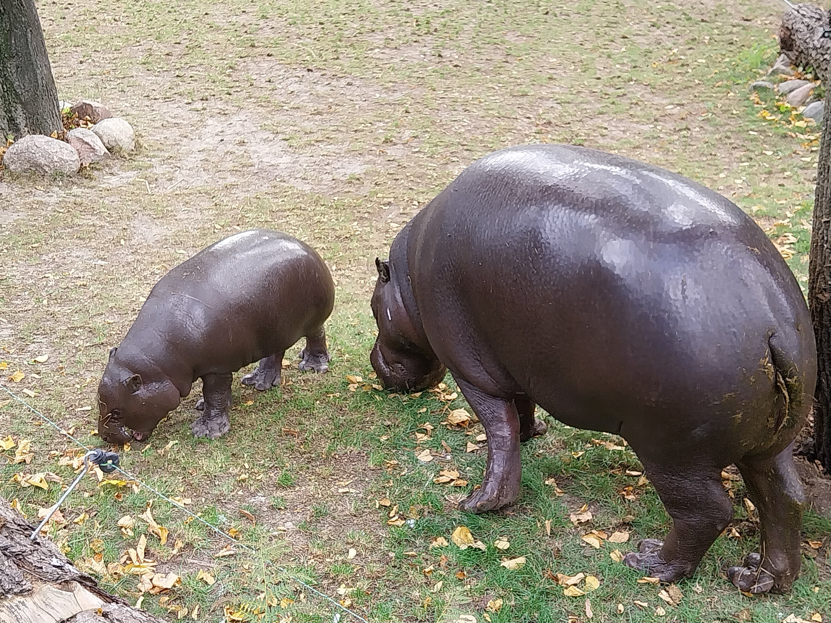Pygmy Hippo House - Walk-though aviary - Female Pygmy hippo
