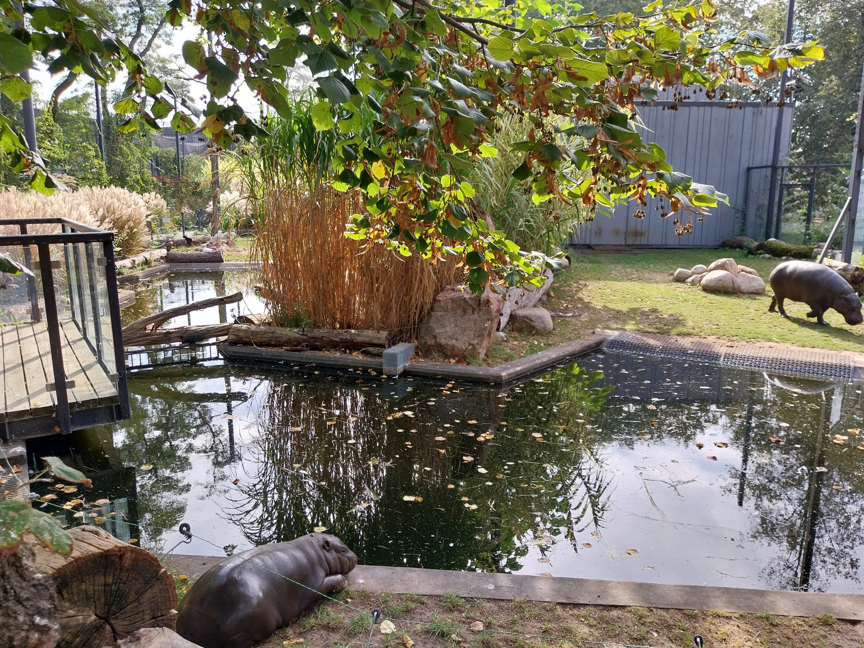 Pygmy Hippo House - Walk-though aviary - Female Pygmy hippo
