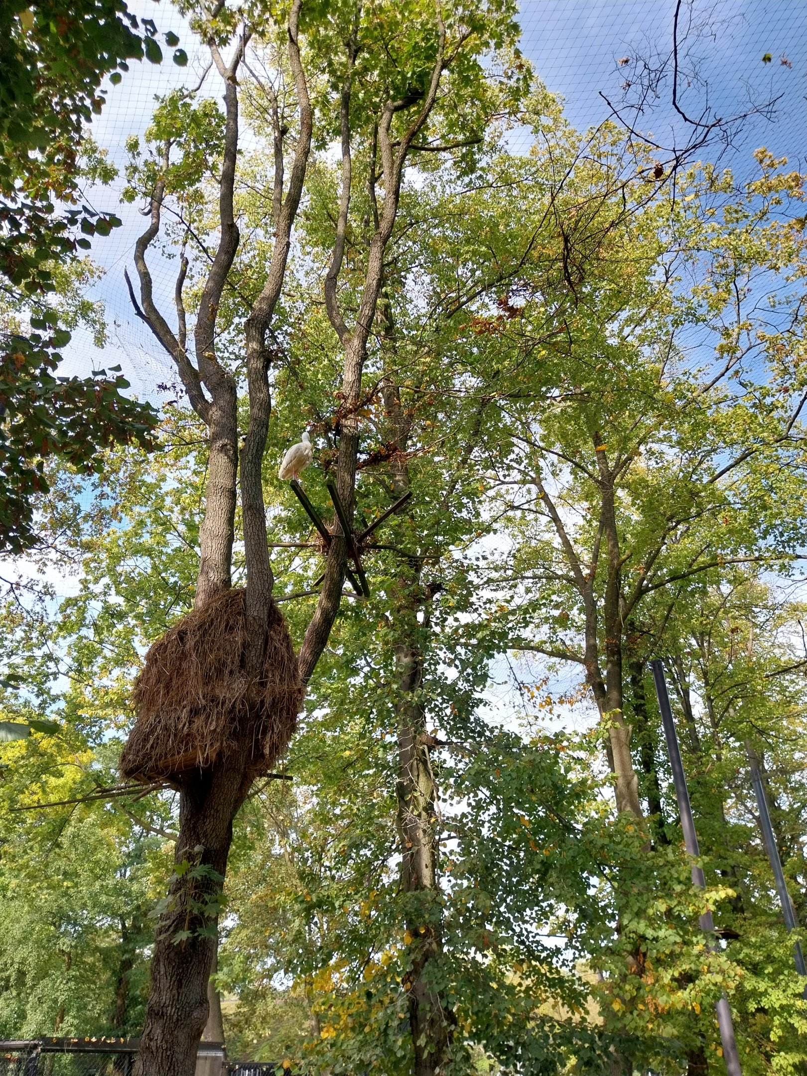 Pygmy Hippo House - Walk-though aviary - Hamerkop nest