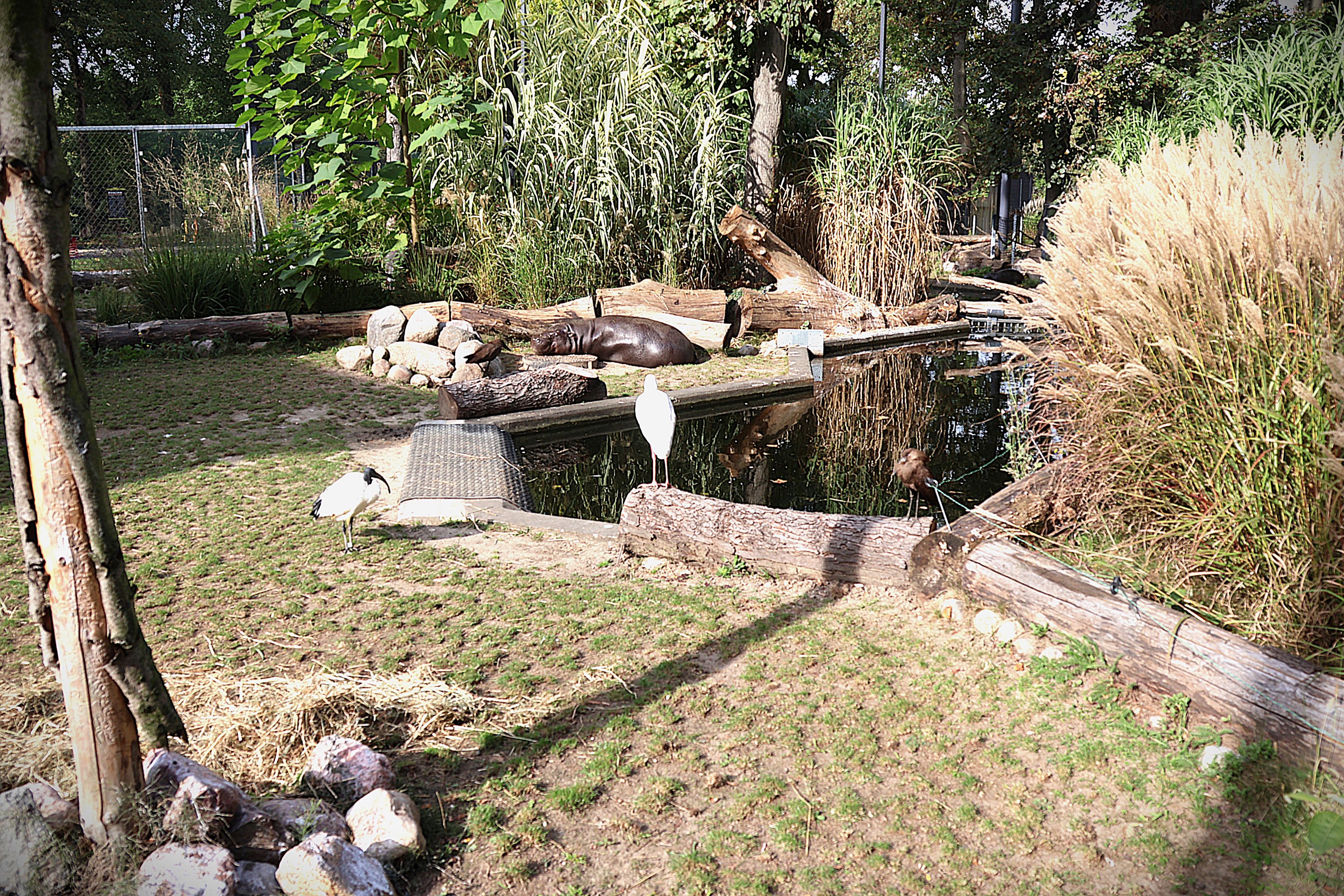 Pygmy Hippo House - Walk-though aviary - Male Pygmy hippo