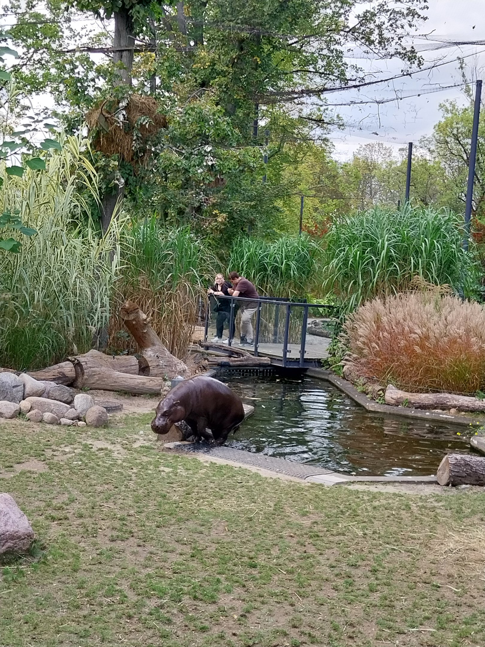 Pygmy Hippo House - Walk-through aviary - Male Pygmy hippo