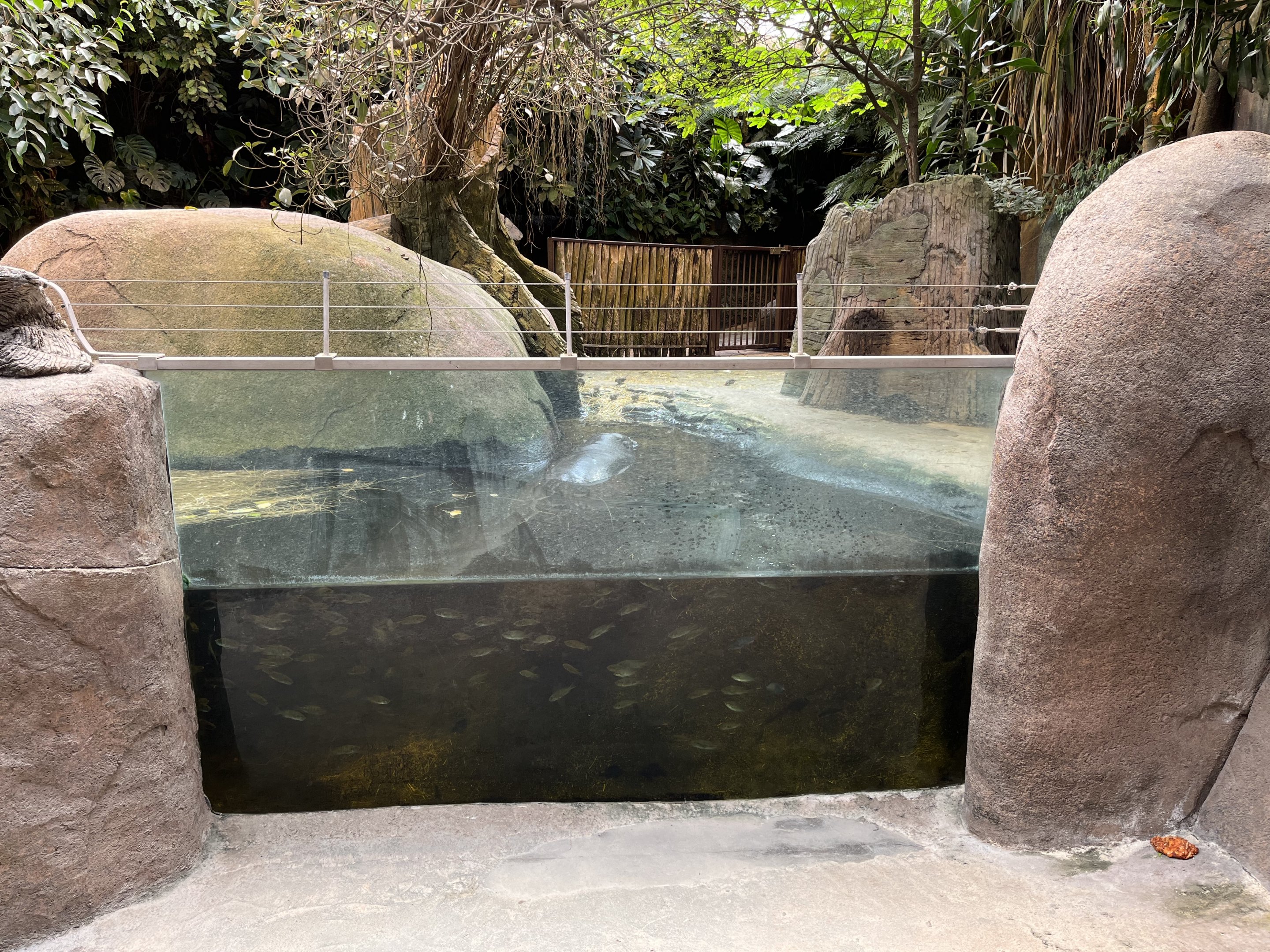 Pygmy Hippo House