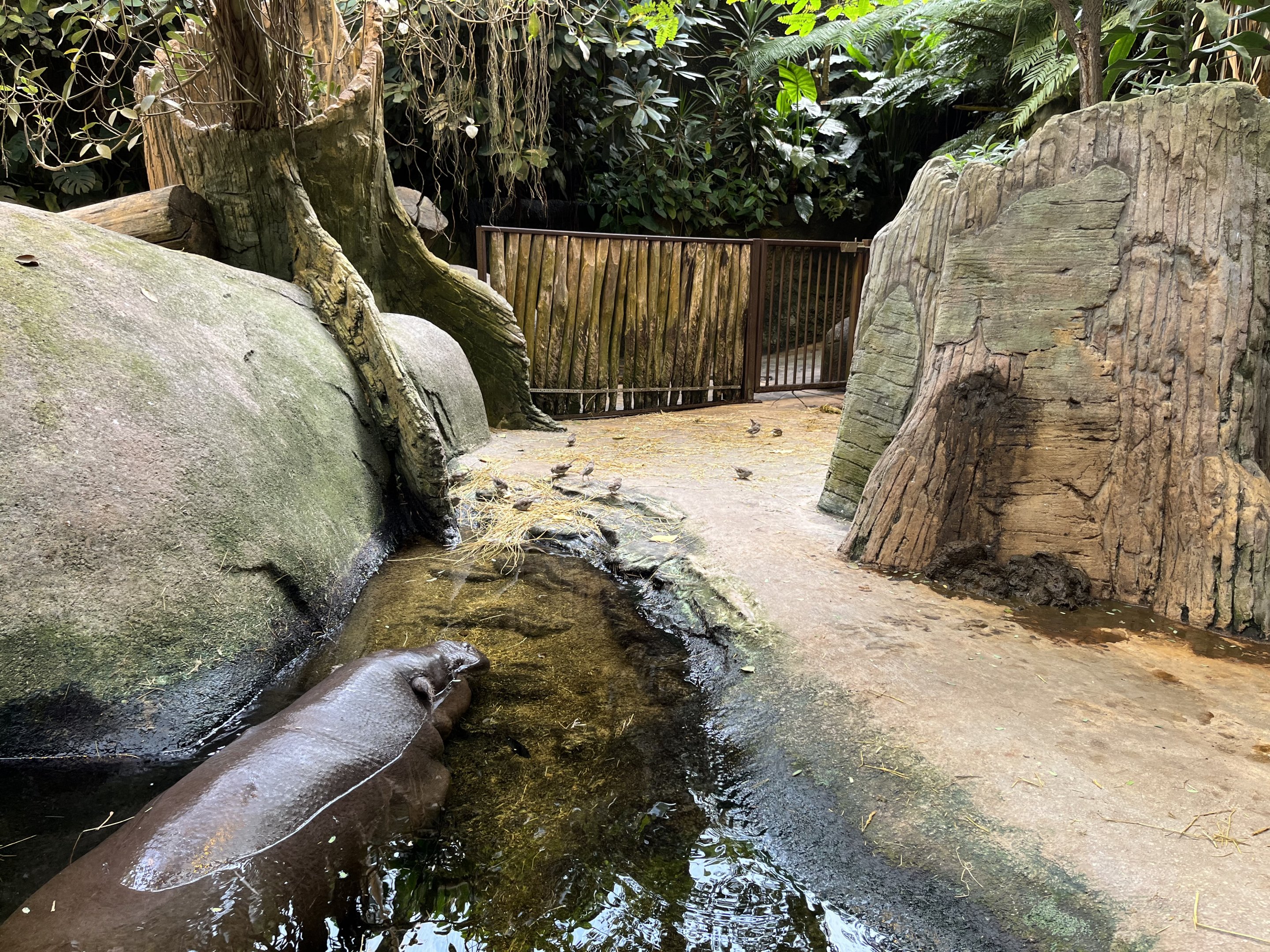 Pygmy Hippo House